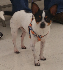 Chiweenie Dogs for adoption in Mishawaka, IN, USA