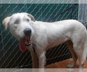 Schnauzer (Giant)-Unknown Mix Dogs for adoption in Downey, CA, USA