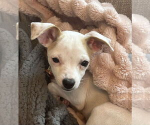 Chihuahua Dogs for adoption in Bellevue, WA, USA