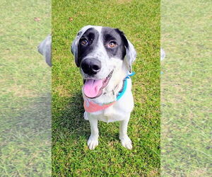 Labrador Retriever-Unknown Mix Dogs for adoption in Rockaway, NJ, USA