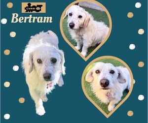Lhasa Apso-Unknown Mix Dogs for adoption in Lindsay, CA, USA