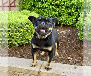 French Bulldog Dogs for adoption in Menifee, CA, USA