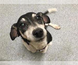 Raggle Dogs for adoption in Orange, CA, USA