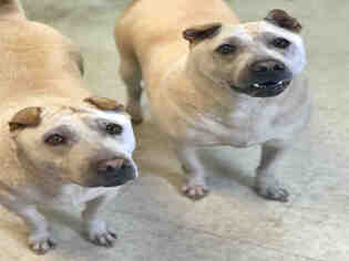 Chinese Shar-Pei Dogs for adoption in Atlanta, GA, USA