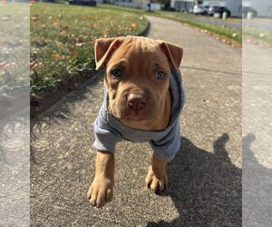 Mutt Dogs for adoption in Philadelphia, PA, USA