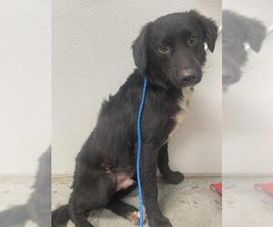 Borador Dogs for adoption in Rosenberg, TX, USA