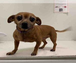Chiweenie Dogs for adoption in Berkeley , CA, USA