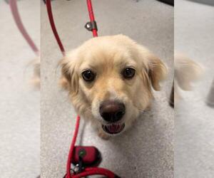 Golden Retriever-Unknown Mix Dogs for adoption in Palmetto, FL, USA