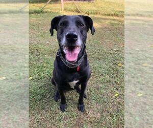 Labrador Retriever-Unknown Mix Dogs for adoption in Mattoon, IL, USA
