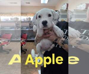 Mutt Dogs for adoption in Martinsburg, WV, USA