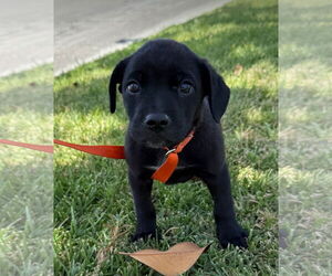 Labrador Retriever-Unknown Mix Dogs for adoption in Lake Elsinore, CA, USA