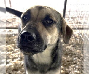 German Shepherd Dog-Unknown Mix Dogs for adoption in Canton, CT, USA