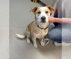 Labrador Retriever-Unknown Mix Dogs for adoption in La Porte, IN, USA