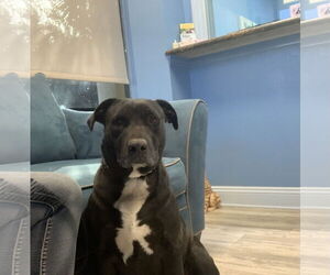 Labrador Retriever-Unknown Mix Dogs for adoption in Naples, FL, USA