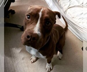 American Pit Bull Terrier-Chocolate Labrador retriever Mix Dogs for adoption in Yoder, CO, USA