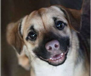 Chihuahua-Unknown Mix Dogs for adoption in Canton, CT, USA