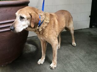 Golden Labrador Dogs for adoption in pomona, CA, USA
