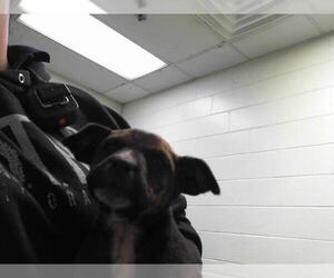 American Pit Bull Terrier-Unknown Mix Dogs for adoption in Tulsa, OK, USA