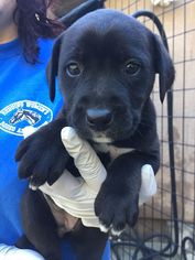 Medium Photo #1 Labrottie Puppy For Sale in Redding, CA, USA