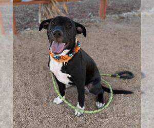 Mutt Dogs for adoption in Modesto, CA, USA