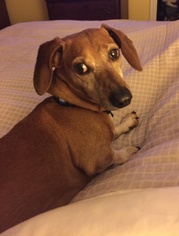 Dachshund Dogs for adoption in Cincinnati, OH, USA