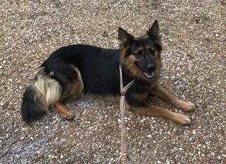 German Shepherd Dog-Unknown Mix Dogs for adoption in Montgomery, AL, USA