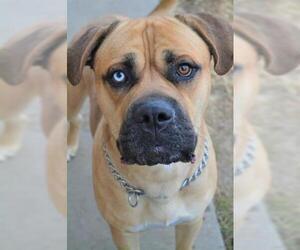 Mastiff Dogs for adoption in Lee's Summit, MO, USA