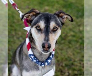 Siberian Husky-Unknown Mix Dogs for adoption in San Diego, CA, USA
