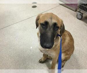 Saluki-Unknown Mix Dogs for adoption in Riverside, CA, USA