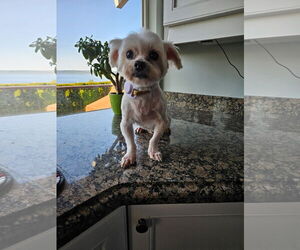 Maltese Dogs for adoption in Seattle, WA, USA
