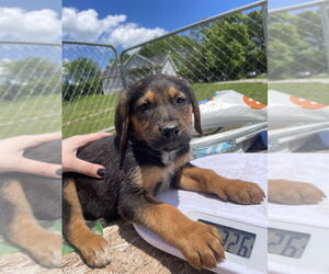 German Shepherd Dog-Treeing Walker Coonhound Mix Dogs for adoption in Bolivar, MO, USA