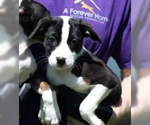 Borador Dogs for adoption in Chantilly, VA, USA
