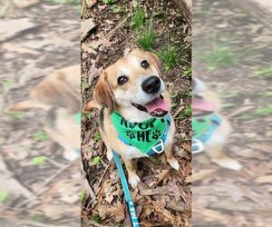 Beagle-Unknown Mix Dogs for adoption in Peoria, IL, USA