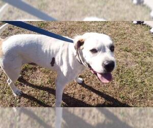 American Bulldog Dogs for adoption in Fort Lauderdale, FL, USA