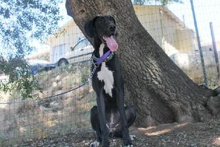 Great Dane Dogs for adoption in Jamestown, CA, USA