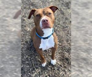 American Pit Bull Terrier Dogs for adoption in Saginaw, MI, USA