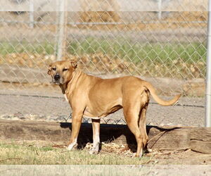 American Pit Bull Terrier-Unknown Mix Dogs for adoption in El Centro, CA, USA