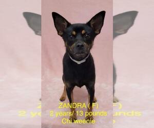 Chihuahua Dogs for adoption in pomfret, CT, USA