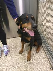 Doberman Pinscher Dogs for adoption in Martinsburg, WV, USA