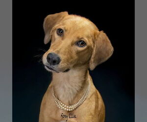 Mutt Dogs for adoption in Hot Springs Village, AR, USA