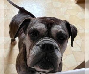 Bull-Boxer Dogs for adoption in Owatonna, MN, USA