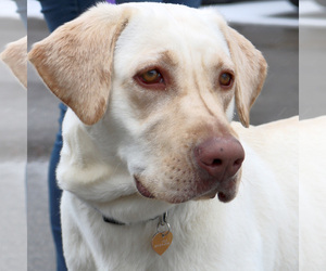 Medium Photo #1 Labrador Retriever-Unknown Mix Puppy For Sale in Jefferson, WI, USA