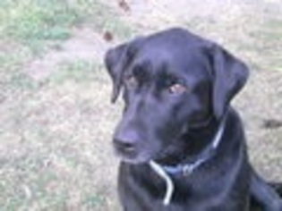 Labrador Retriever Dogs for adoption in McKenna, WA, USA