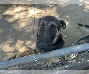 German Shepherd Dog Dogs for adoption in Ocala, FL, USA