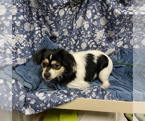 Chihuahua-Unknown Mix Dogs for adoption in Modesto, CA, USA