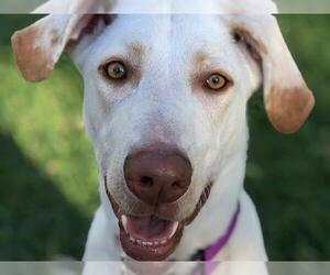 Labrador Retriever-Unknown Mix Dogs for adoption in Fairbanks, AK, USA