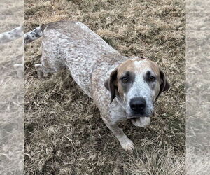 Medium Photo #4 Mutt Puppy For Sale in Boston, MA, USA