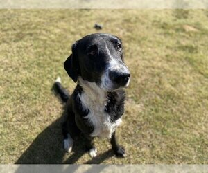 Borador Dogs for adoption in Grovetown, GA, USA