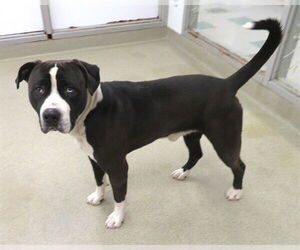 American Bulldog-Unknown Mix Dogs for adoption in Oklahoma City, OK, USA