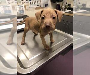 American Pit Bull Terrier Dogs for adoption in Long Beach, CA, USA